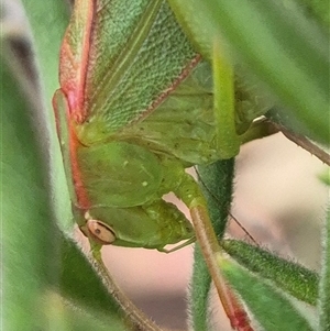 Torbia viridissima at Bungendore, NSW - suppressed