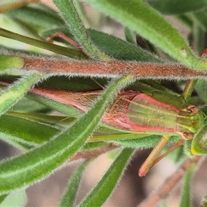 Torbia viridissima at Bungendore, NSW - suppressed