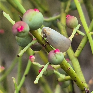 Anzora unicolor (Grey Planthopper) at Bungendore, NSW by clarehoneydove