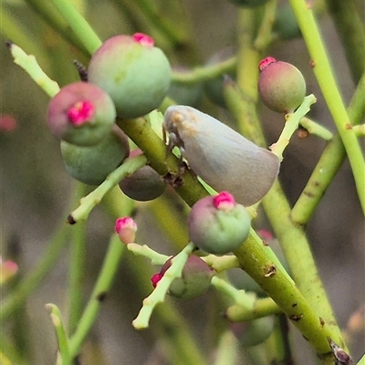 Anzora unicolor at Bungendore, NSW - 8 Jan 2025 by clarehoneydove