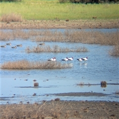 Recurvirostra novaehollandiae (Red-necked Avocet) at Lake Mackay, NT - 29 Dec 2024 by Darcy