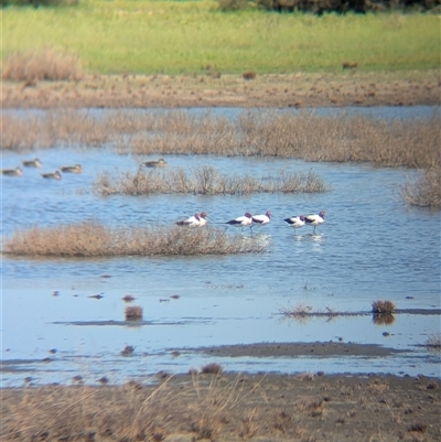 Recurvirostra novaehollandiae (Red-necked Avocet) at Lake Mackay, NT - 29 Dec 2024 by Darcy