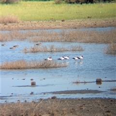 Recurvirostra novaehollandiae at Lake Mackay, NT - 30 Dec 2024 09:54 AM