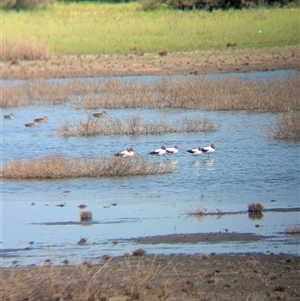 Recurvirostra novaehollandiae at Lake Mackay, NT - 30 Dec 2024 09:54 AM