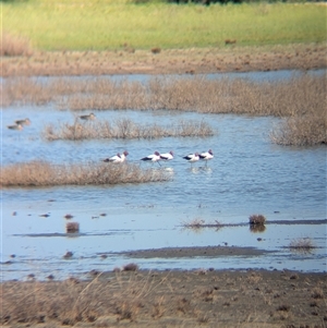 Recurvirostra novaehollandiae at Lake Mackay, NT - 30 Dec 2024 09:54 AM