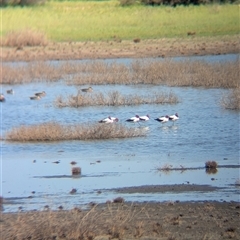 Recurvirostra novaehollandiae at Lake Mackay, NT - 30 Dec 2024 09:54 AM