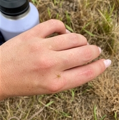 Unidentified Spider at Brownlow Hill, NSW - 9 Jan 2025 by elisebird