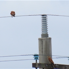 Falco cenchroides (Nankeen Kestrel) at Tharwa, ACT - 8 Jan 2025 by RodDeb