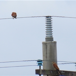 Falco cenchroides (Nankeen Kestrel) at Tharwa, ACT by RodDeb