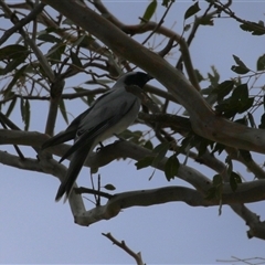 Coracina novaehollandiae (Black-faced Cuckooshrike) at Tharwa, ACT - 8 Jan 2025 by RodDeb