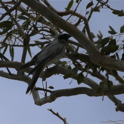 Coracina novaehollandiae (Black-faced Cuckooshrike) at Tharwa, ACT - 8 Jan 2025 by RodDeb