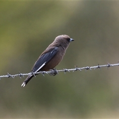 Artamus cyanopterus (Dusky Woodswallow) at Tharwa, ACT - 8 Jan 2025 by RodDeb