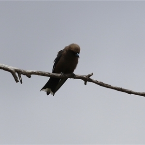 Artamus cyanopterus at Tharwa, ACT - 8 Jan 2025 11:25 AM