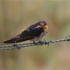 Hirundo neoxena (Welcome Swallow) at Tharwa, ACT - 8 Jan 2025 by RodDeb