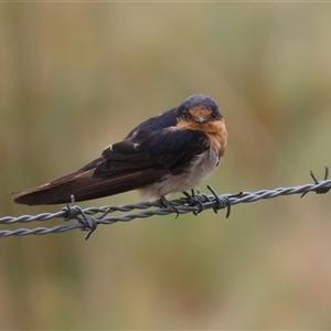 Hirundo neoxena (Welcome Swallow) at Tharwa, ACT by RodDeb