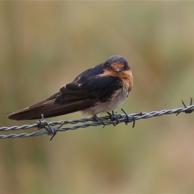 Hirundo neoxena (Welcome Swallow) at Tharwa, ACT - 8 Jan 2025 by RodDeb