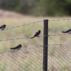 Hirundo neoxena at Tharwa, ACT - 8 Jan 2025 11:22 AM