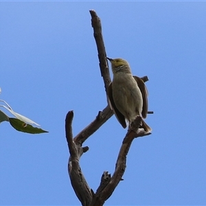 Ptilotula penicillata (White-plumed Honeyeater) at Tharwa, ACT by RodDeb