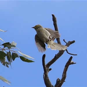 Ptilotula penicillata at Tharwa, ACT - 8 Jan 2025 11:32 AM