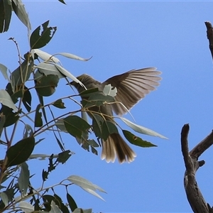 Ptilotula penicillata at Tharwa, ACT - 8 Jan 2025 11:32 AM