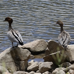 Chenonetta jubata (Australian Wood Duck) at Tharwa, ACT - 8 Jan 2025 by RodDeb