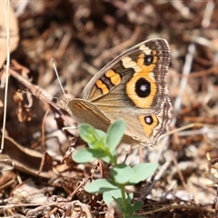 Junonia villida (Meadow Argus) at Tharwa, ACT - 8 Jan 2025 by RodDeb