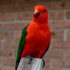 Alisterus scapularis (Australian King-Parrot) at Buxton, NSW - 7 Jan 2025 by poida84