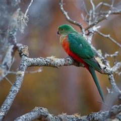 Alisterus scapularis (Australian King-Parrot) at Buxton, NSW - 31 Dec 2024 by poida84