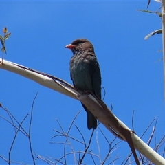 Eurystomus orientalis (Dollarbird) at Tharwa, ACT - 8 Jan 2025 by RodDeb