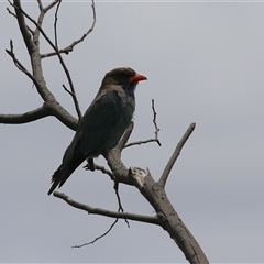 Eurystomus orientalis at Tharwa, ACT - 8 Jan 2025 12:55 PM