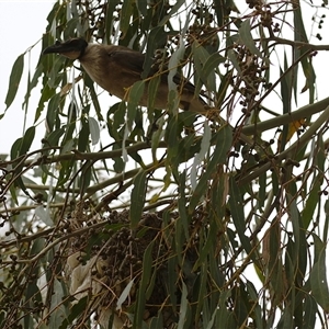 Philemon corniculatus at Tharwa, ACT - 8 Jan 2025 01:10 PM