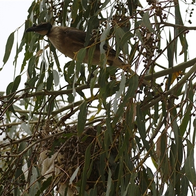 Philemon corniculatus (Noisy Friarbird) at Tharwa, ACT - 8 Jan 2025 by RodDeb