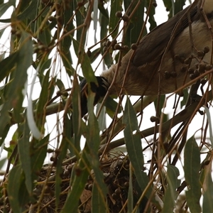 Philemon corniculatus at Tharwa, ACT - 8 Jan 2025 01:10 PM