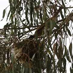 Philemon corniculatus at Tharwa, ACT - 8 Jan 2025 01:10 PM