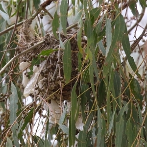 Philemon corniculatus at Tharwa, ACT - 8 Jan 2025 01:10 PM