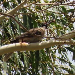 Philemon corniculatus at Tharwa, ACT - 8 Jan 2025 01:10 PM