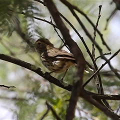 Pyrrholaemus sagittatus (Speckled Warbler) at Tharwa, ACT - 8 Jan 2025 by RodDeb