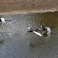 Cygnus atratus (Black Swan) at Tharwa, ACT - 8 Jan 2025 by RodDeb