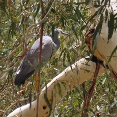 Egretta novaehollandiae (White-faced Heron) at Tharwa, ACT - 8 Jan 2025 by RodDeb