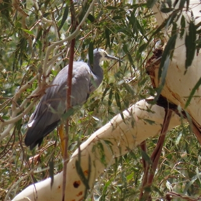 Egretta novaehollandiae at Tharwa, ACT - 8 Jan 2025 by RodDeb