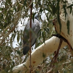 Egretta novaehollandiae at Tharwa, ACT - 8 Jan 2025 12:44 PM