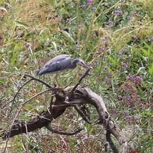 Egretta novaehollandiae at Tharwa, ACT - 8 Jan 2025 12:44 PM