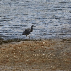 Egretta novaehollandiae at Tharwa, ACT - 8 Jan 2025 12:44 PM