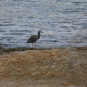 Egretta novaehollandiae at Tharwa, ACT - 8 Jan 2025 12:44 PM