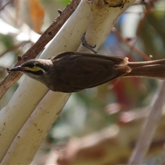 Caligavis chrysops (Yellow-faced Honeyeater) at Tharwa, ACT - 8 Jan 2025 by RodDeb