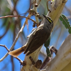 Caligavis chrysops at Tharwa, ACT - 8 Jan 2025 01:54 PM