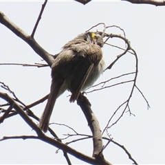 Caligavis chrysops at Tharwa, ACT - 8 Jan 2025 01:54 PM