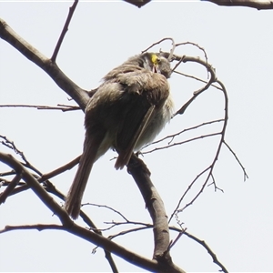 Caligavis chrysops at Tharwa, ACT - 8 Jan 2025 01:54 PM