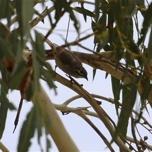 Caligavis chrysops at Tharwa, ACT - 8 Jan 2025 01:54 PM