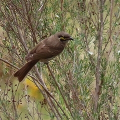 Caligavis chrysops at Tharwa, ACT - 8 Jan 2025 01:54 PM